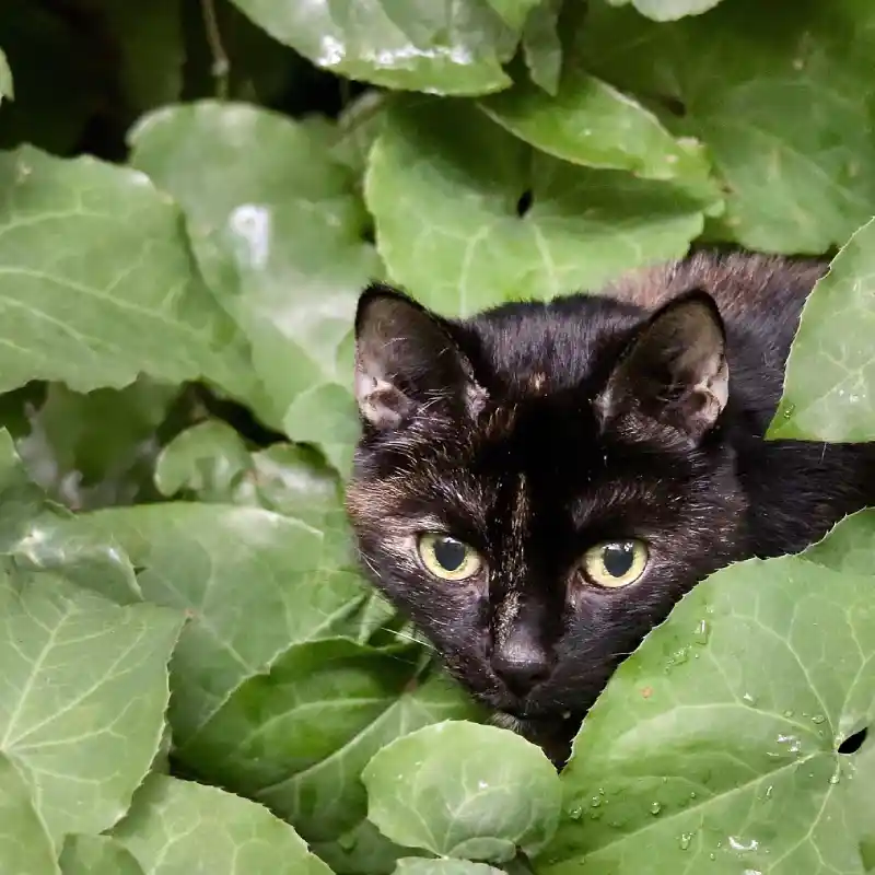 Black cat among leaves