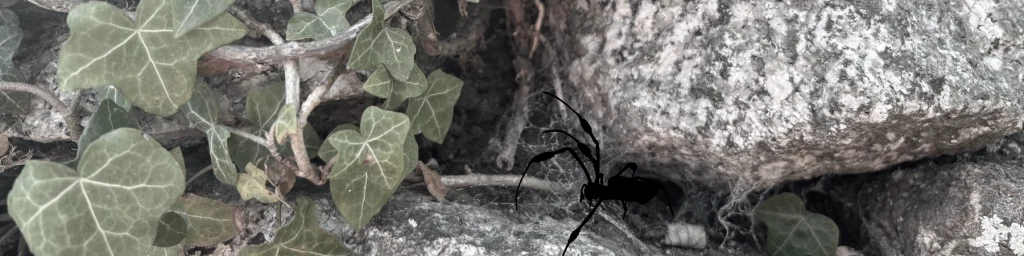 Stones covered with ivy. A spider is crawling from a nook.